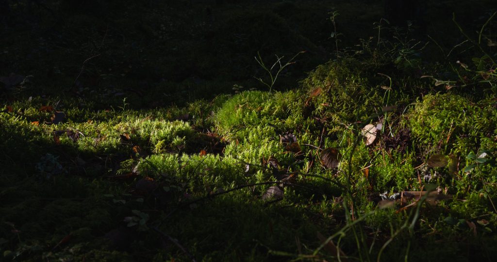 Sammalmatto auringonvalossa