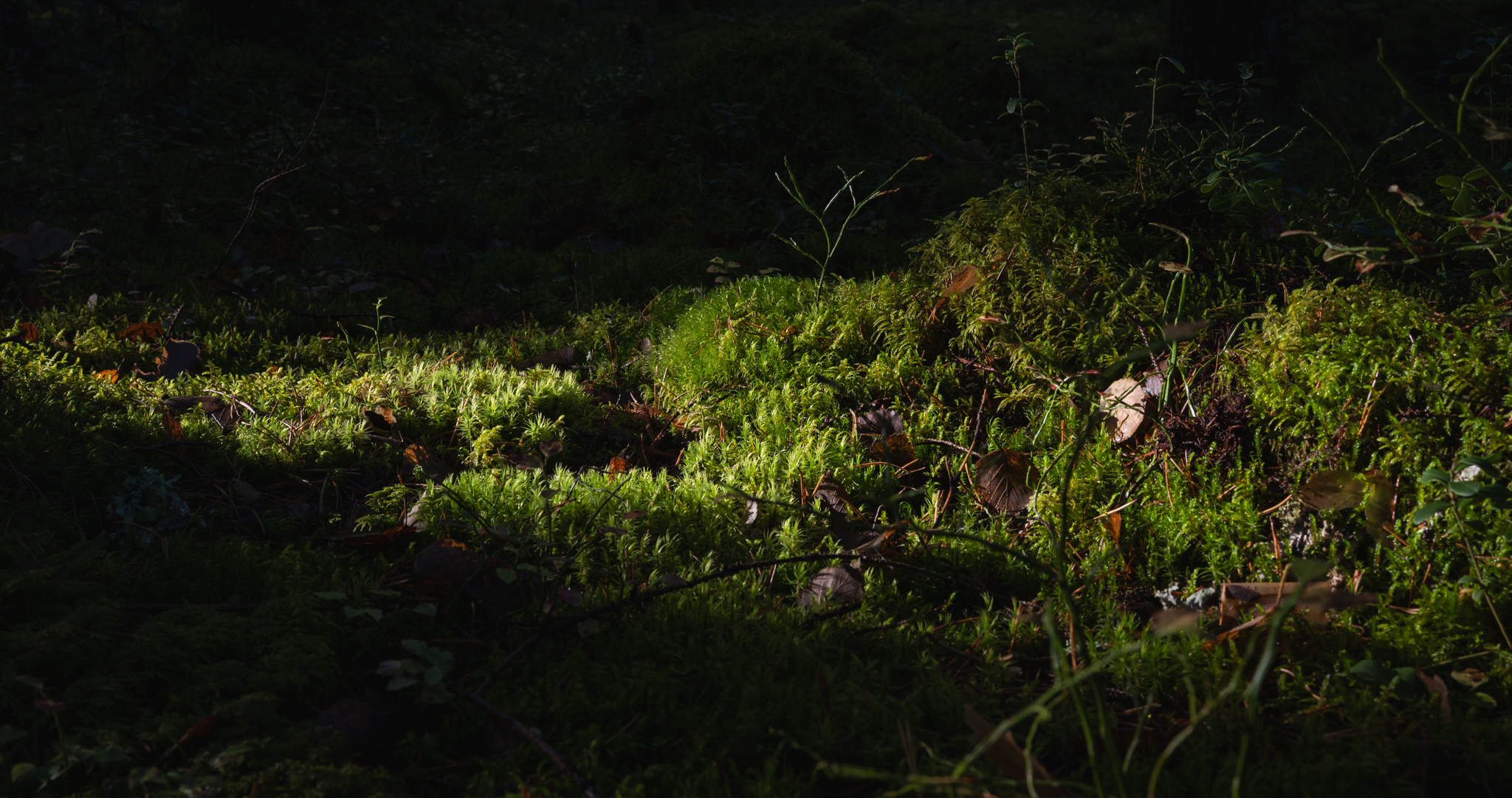 Sammal auringonvalossa