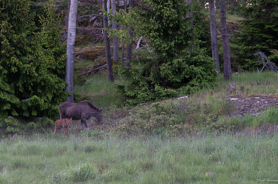 Hirviemo ja vasa metsän reunalla
