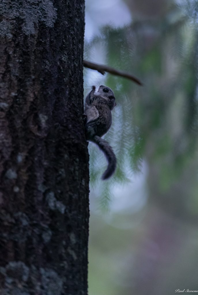 Nuori liito-orava rungolla