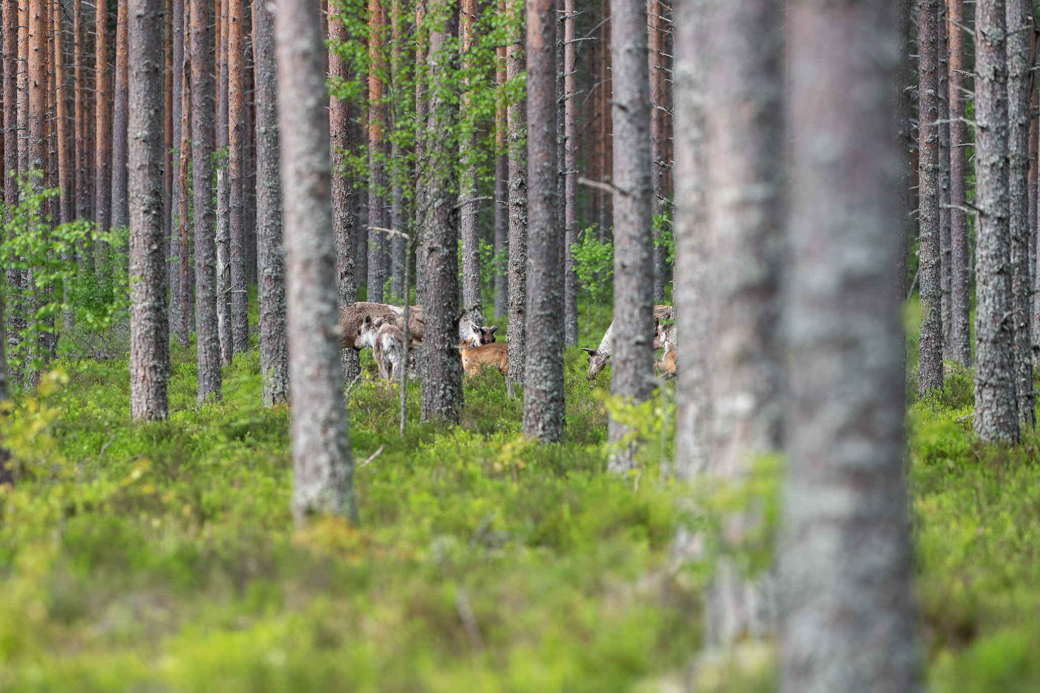 Metsäpeuratokka mäntymetsässä