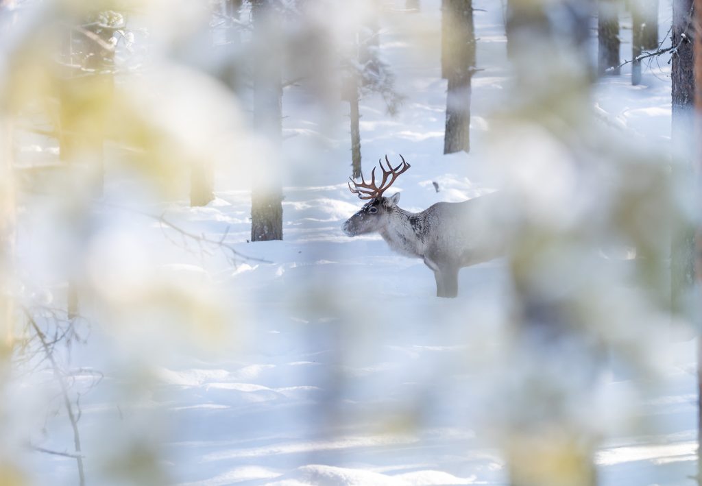 Metsäpeura vaadin lumisessa metsässä