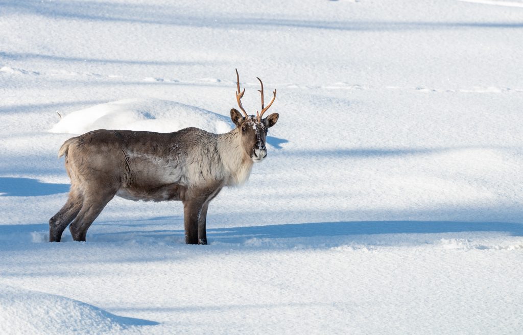 Metsäpeura vaadin syvässä lumessa