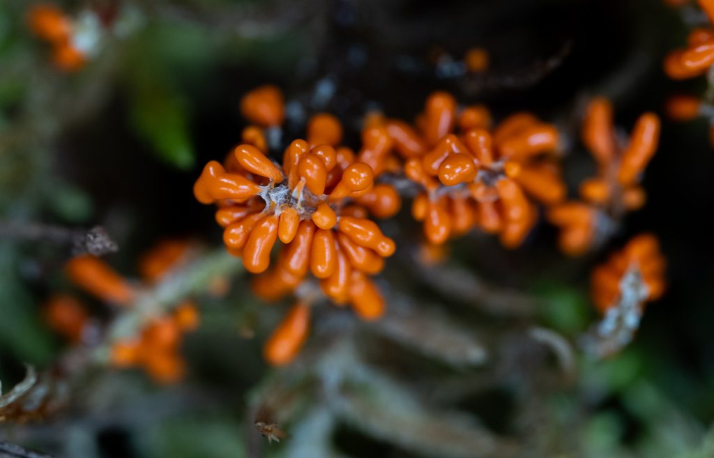 Oranssivärinen limasieni