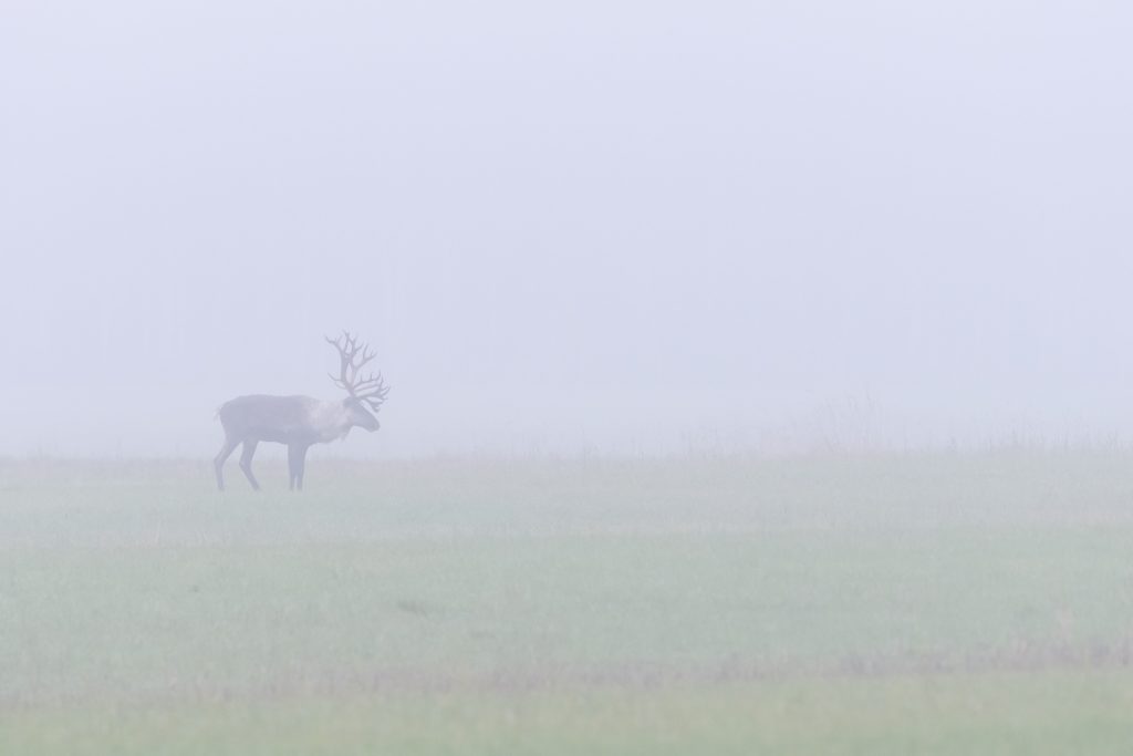 Metsäpeurahirvas sumussa