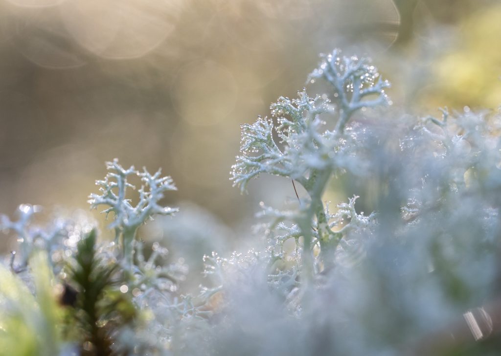 harmaaporonjäkälä