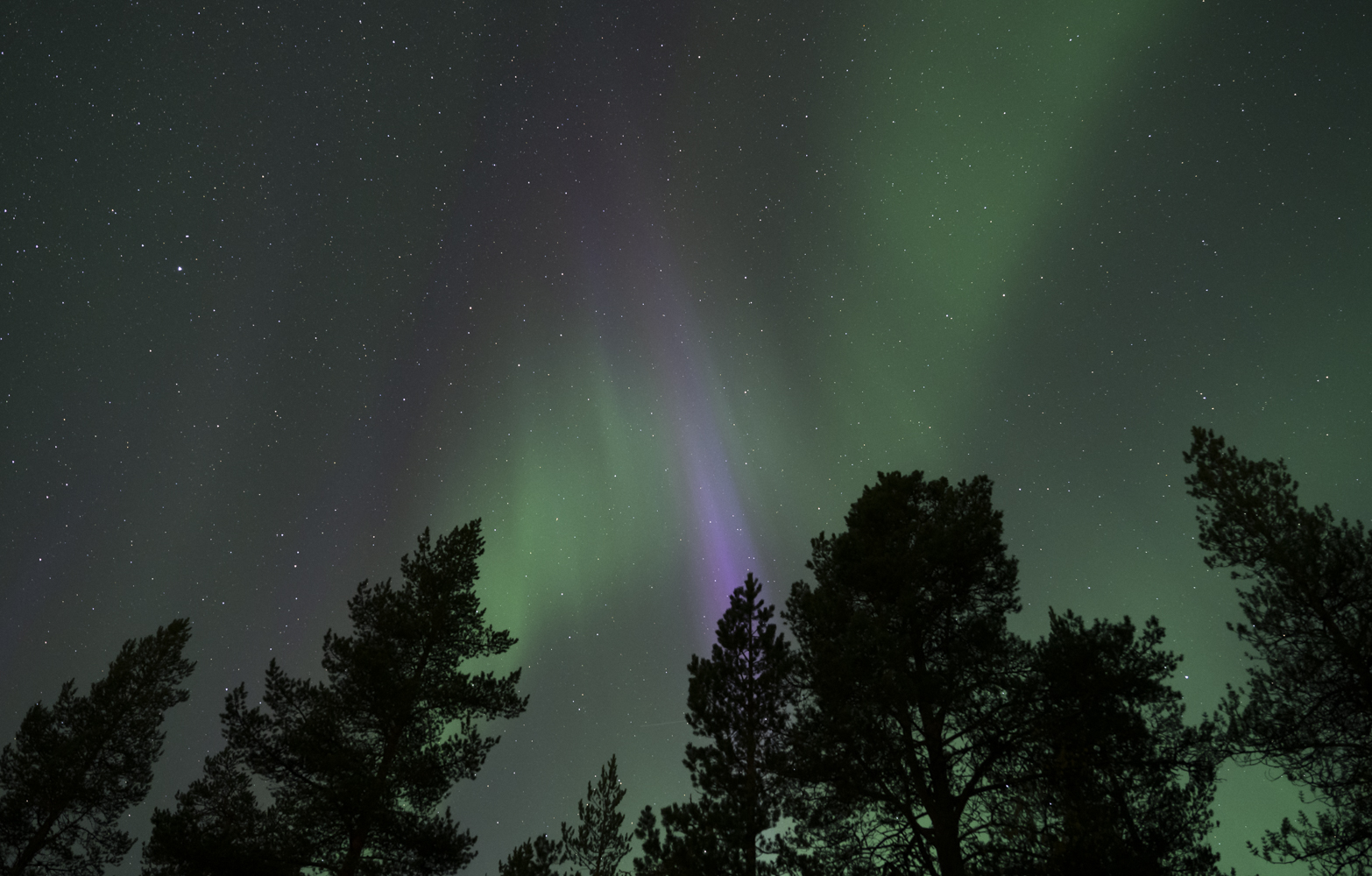 Vihreitä ja violettia reventulet