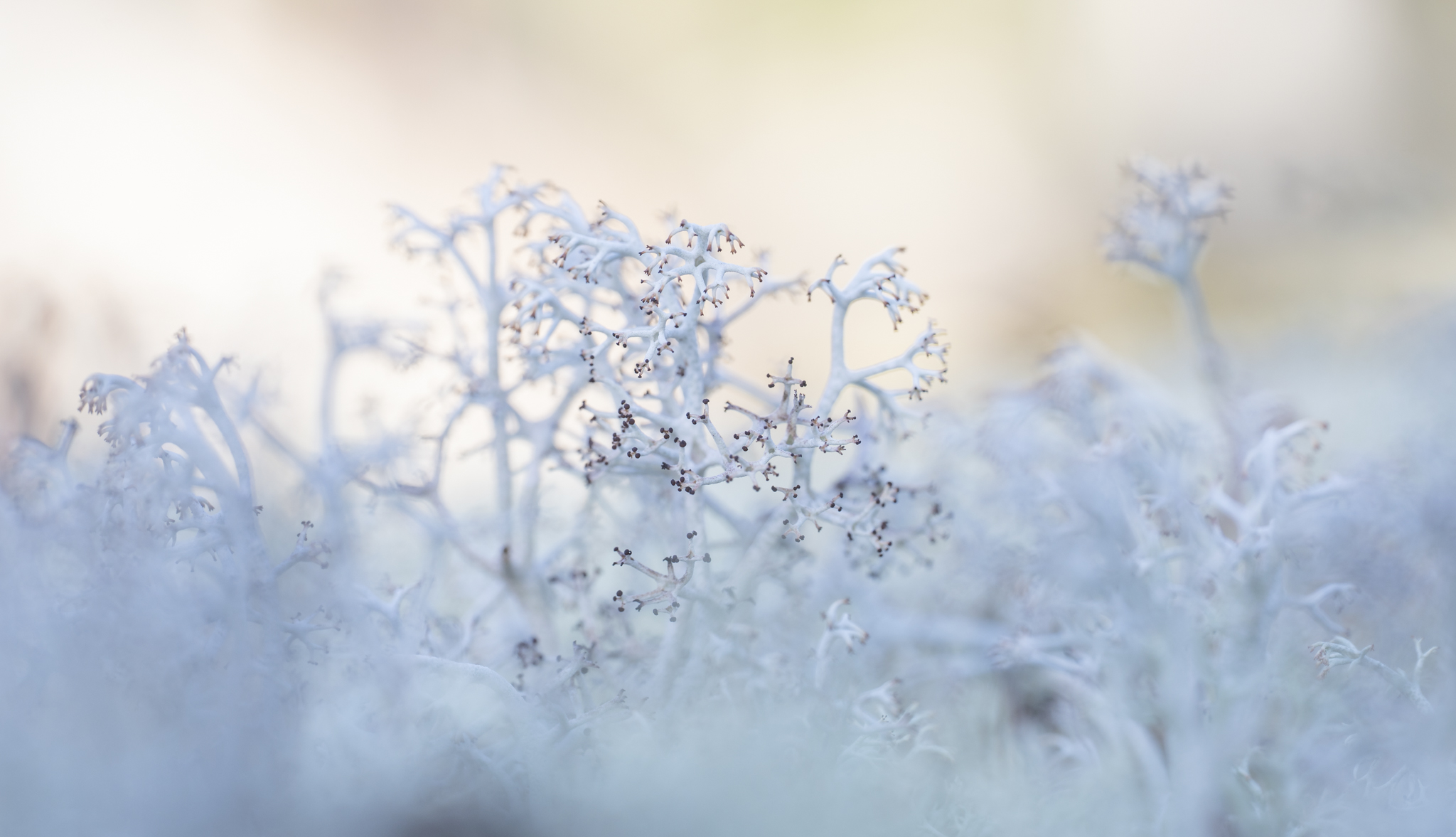 Reindeer lichen