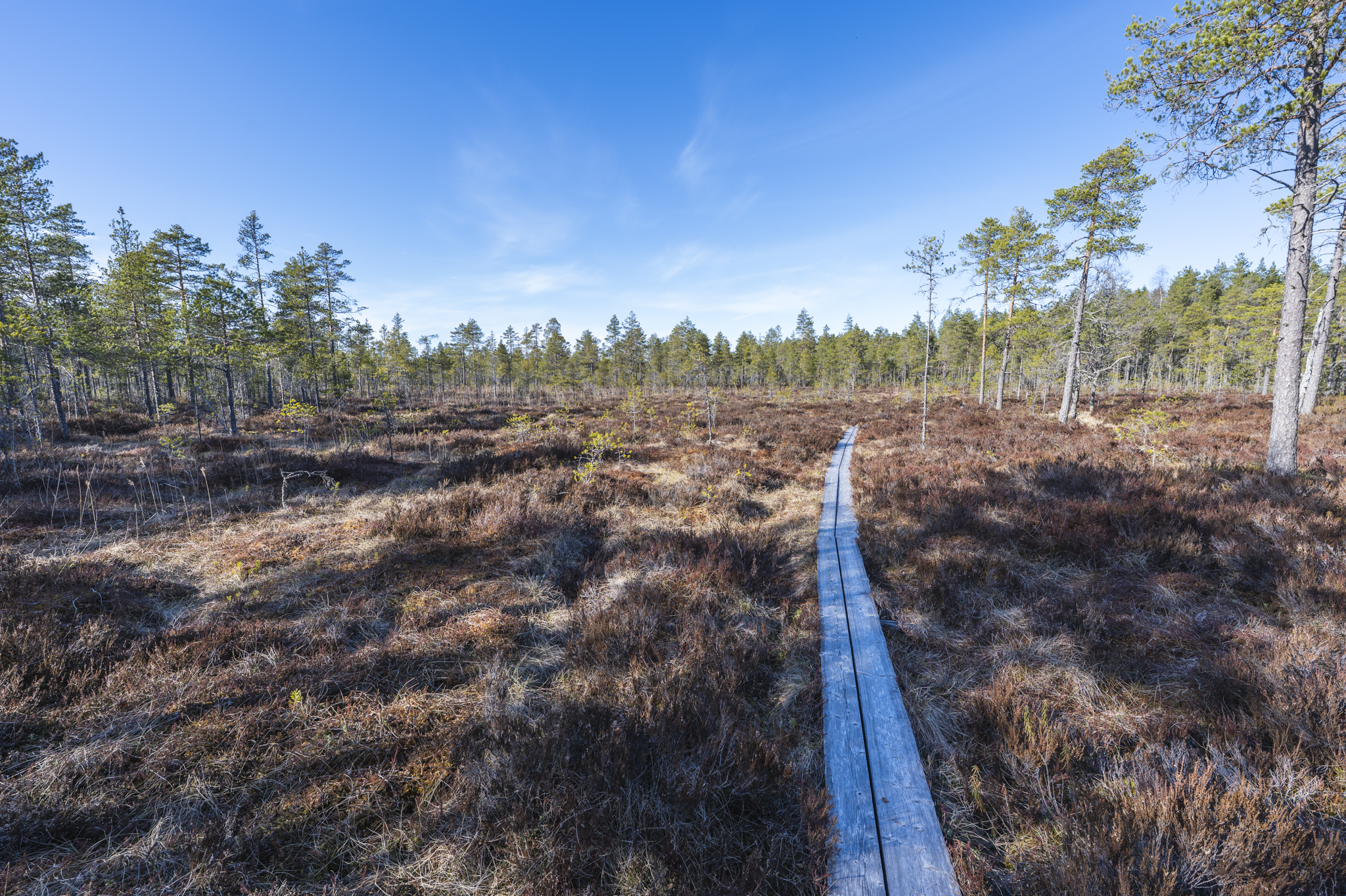 Mäntyjen reunustama suomaisema, jossa pitkospuut menevät läpi