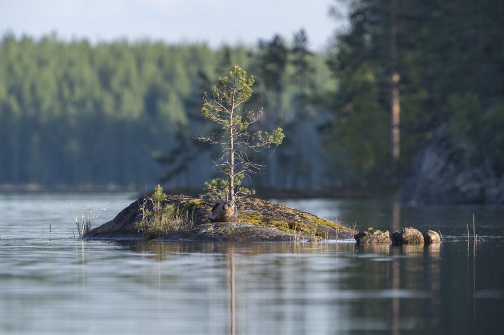 Saimaannorppa kivisellä pikku saarella 