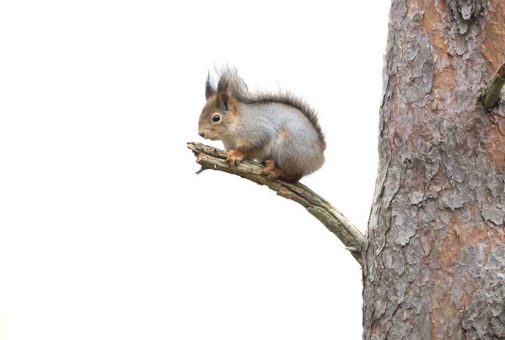 Orava oksalla