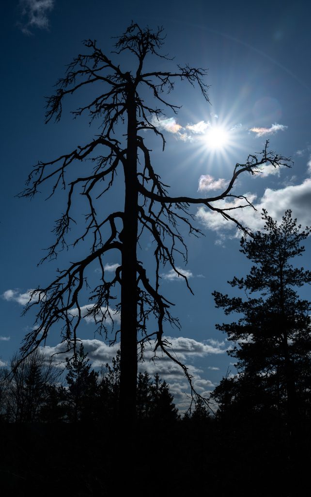 Mäntykelo ja aurinko