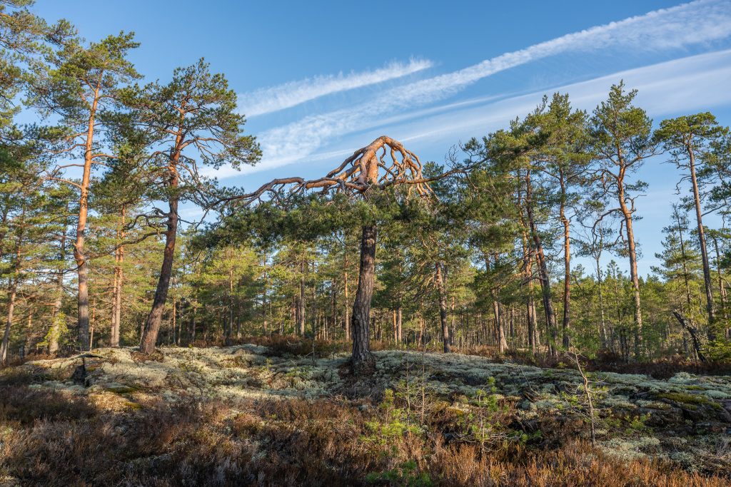 Mäntymetäsä