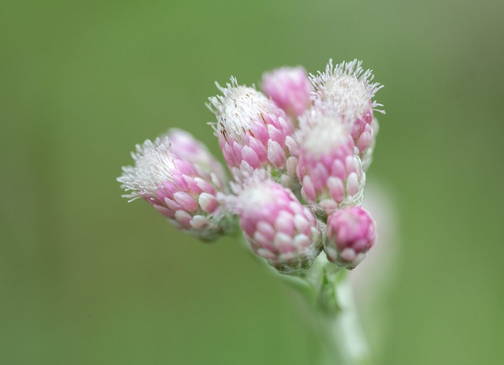 Kissankäpälä