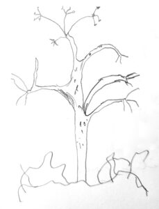 A drawing of reindeer lichen